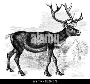 Illustration historique d'un renne, Historische, zeichnerische Darstellung, Ren oder Rentier (Rangifer tarandus), Hirsch (cervidés), Paarhufer Geweihträger oder (Artiodactyla), 19. Jahrhundert, aus Meyers Konversations-Lexikon, 1889 Banque D'Images