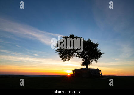 Arbre commémoratif. Seul hêtre arbre entouré d'un mur commémoratif sur la colline de cleeve common au lever du soleil. L'arbre le plus élevé dans la région des Cotswolds. Le Gloucestershire, Royaume-Uni Banque D'Images