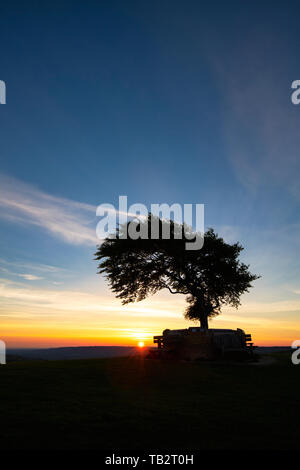 Arbre commémoratif. Seul hêtre arbre entouré d'un mur commémoratif sur la colline de cleeve common au lever du soleil. L'arbre le plus élevé dans la région des Cotswolds. Le Gloucestershire, Royaume-Uni Banque D'Images