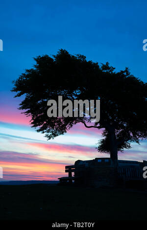 Arbre commémoratif. Seul hêtre arbre entouré d'un mur commémoratif sur la colline de cleeve common juste avant le lever du soleil. L'arbre le plus élevé dans la région des Cotswolds. UK Banque D'Images