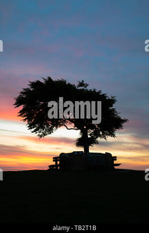 Arbre commémoratif. Seul hêtre arbre entouré d'un mur commémoratif sur la colline de cleeve common juste avant le lever du soleil. L'arbre le plus élevé dans la région des Cotswolds. UK Banque D'Images