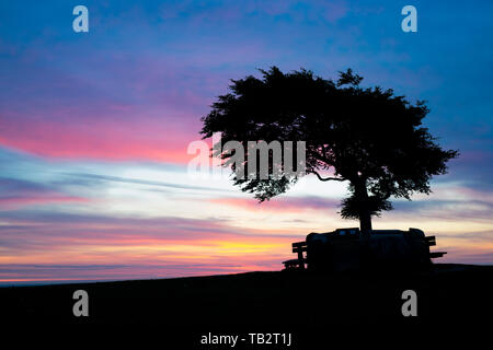 Arbre commémoratif. Seul hêtre arbre entouré d'un mur commémoratif sur la colline de cleeve common juste avant le lever du soleil. L'arbre le plus élevé dans la région des Cotswolds. UK Banque D'Images