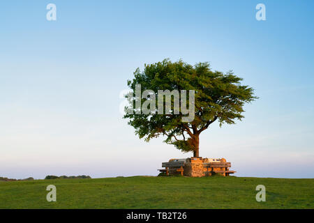 Arbre commémoratif. Seul hêtre arbre entouré d'un mur commémoratif sur la colline de cleeve common au coucher du soleil. L'arbre le plus élevé dans la région des Cotswolds. Le Gloucestershire, Royaume-Uni Banque D'Images