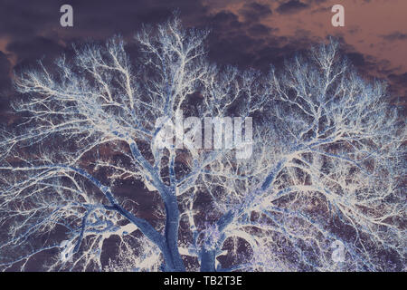 Image inversée d'un grand peuplier de l'arbre, vue de dessous de la cime des arbres et branches contre le ciel. Banque D'Images