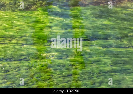 Vue détaillée de la texture des algues vertes sous l'eau de la rivière... Banque D'Images