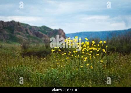Fleurs sauvages. Fleurs jaunes sur fond de paysage de montagne. Paysage typique de l'Asie centrale. Kazakhstan Banque D'Images