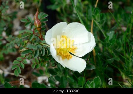 Wild Rose Rosa spinossima Burmet Scotch rose rose fleur blanche unique bombée Banque D'Images