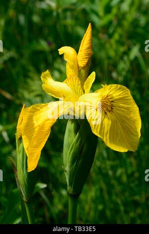 Drapeau jaune Iris pseudacorus iris flower close up Banque D'Images