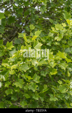 Au début de l'été / feuillage feuilles de tulipier / Liriodendron tulipifera. Parfois appelé tulipier. Une fois les plantes médicinales utilisées en phytothérapie. Banque D'Images