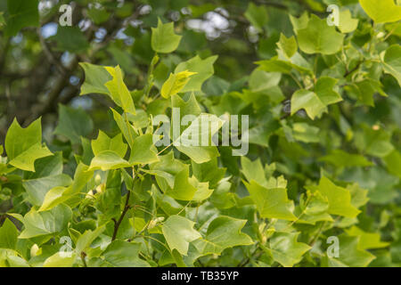 Au début de l'été / feuillage feuilles de tulipier / Liriodendron tulipifera. Parfois appelé tulipier. Une fois les plantes médicinales utilisées en phytothérapie. Banque D'Images