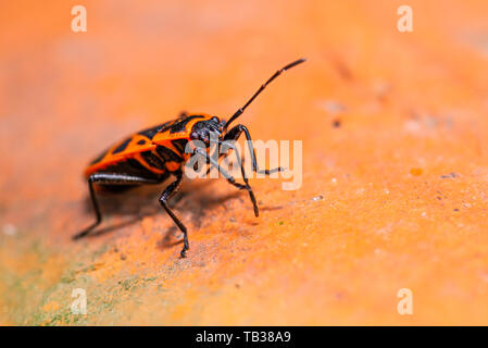 Photo horizontale rouge unique de bug - Heteroptera. Beetle est perché sur la vieille brique rouge dans le jardin. Bug a bon dos rouge avec des points noirs et ant Banque D'Images