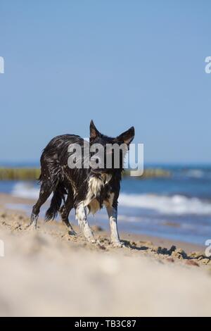 Border Collie Banque D'Images