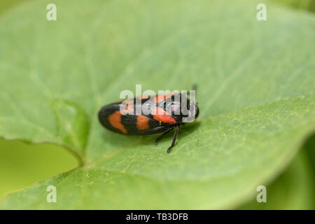 Noir et rouge 'froghopper Cercopis vulnerata', England, UK Banque D'Images