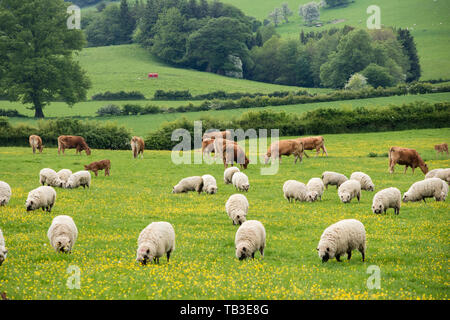 Le bétail et les moutons paître dans un champ de Shropshire, England, UK Banque D'Images