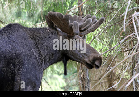 13.07.2018, Markaryd, Kronobergs laen, Suède - Moose cop. 00S180713D630CAROEX.JPG [communiqué de modèle : non applicable, des biens : non applicable (c Banque D'Images