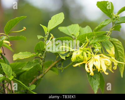 Cananga odorata ylang-ylang nom d'écorce grise vagues de fleurs Bouquet de fleurs dans un cluster pétales jaune ou vert sont parfumés Banque D'Images