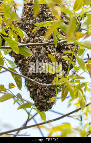 Les abeilles à miel naturel essaim ruche caché dans les branches d'arbres Banque D'Images