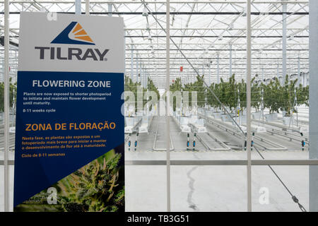 Industrielle Tilray plantation de cannabis farm green house en Cantanhede, Portugal, Europe Banque D'Images