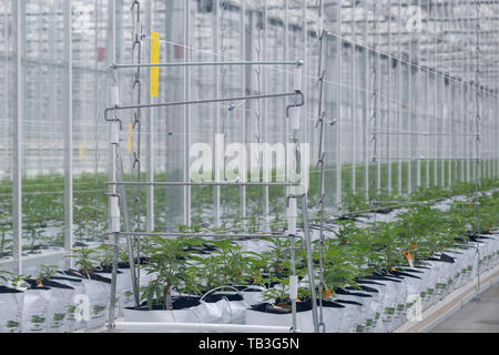 Plantation de cannabis industriel farm green house Banque D'Images