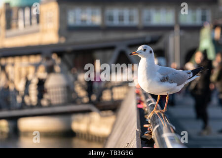 Seagull est assise sur une balustrade au port d'Hambourg. Banque D'Images