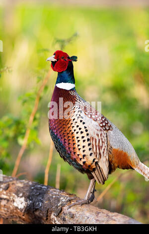 Un Coq faisan qui chantent au printemps dans le Dakota du Sud Banque D'Images