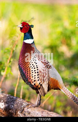 Un Coq faisan qui chantent au printemps dans le Dakota du Sud Banque D'Images