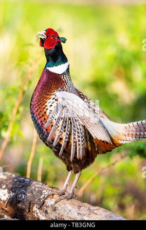 Un Coq faisan qui chantent au printemps dans le Dakota du Sud Banque D'Images