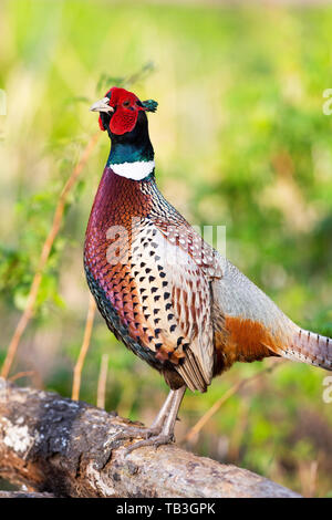 Un Coq faisan qui chantent au printemps dans le Dakota du Sud Banque D'Images