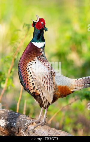 Un Coq faisan qui chantent au printemps dans le Dakota du Sud Banque D'Images