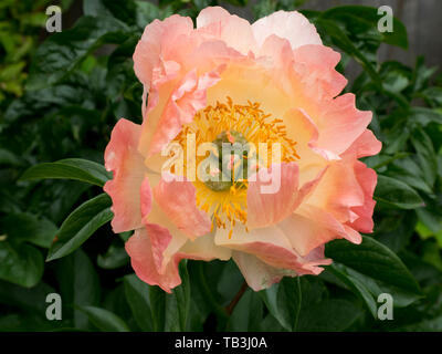 Hawaiian rose pivoine corail fleur de jardin, UK Banque D'Images