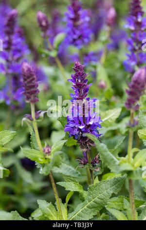 Gros plan de Salvia Nemorosa Blue Marvel floraison dans un jardin anglais, Royaume-Uni Banque D'Images