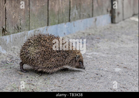 Hedgehog fonctionnant sur l'asphalte. hérisson animal sur le trottoir Banque D'Images