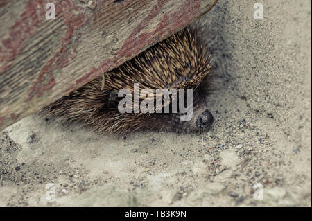 Peur hedgehog coincé dans la porte de la chambre Banque D'Images