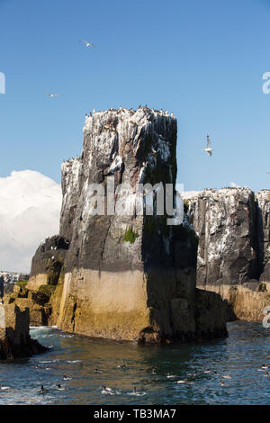 Les Guillemots communs sur les falaises de nidification sur les îles Farne, Northumberland, Angleterre. Banque D'Images