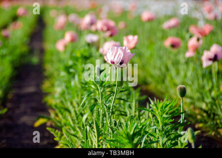 Pavot rose dans le Michigan champ de fleur Banque D'Images