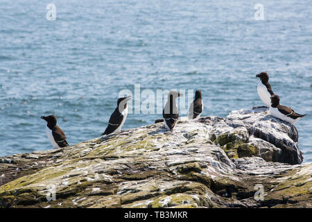 Petit Pingouin, Alca torda ; sur les falaises de nidification sur les îles Farne, Northumberland, Angleterre. Banque D'Images