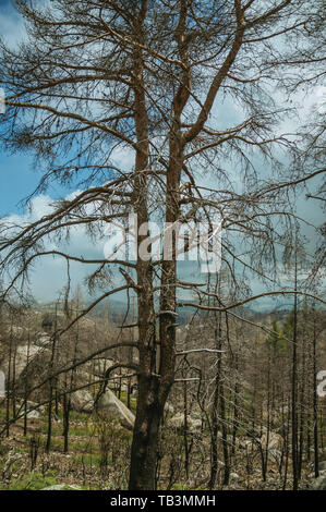 Le noir des arbres dans une forêt brûlée sur paysage rocheux avec sous-bois vert à la Serra da Estrela. La plus haute chaîne de montagne au Portugal continental. Banque D'Images