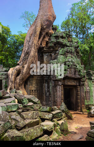 Ta Prohm Temple, Angkor, Site du patrimoine mondial de l'UNESCO, la Province de Siem Reap, Cambodge, Indochine, Asie du Sud, Asie Banque D'Images