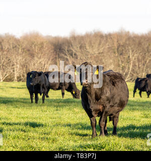 Angus vaches en pâturage de graminées de seigle de printemps Banque D'Images