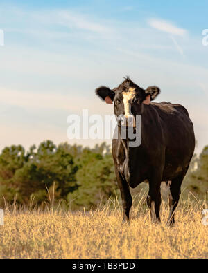 Angus croisé noir et blanc vache couvée en format vertical Banque D'Images