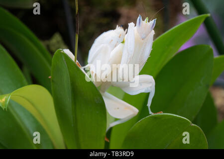 Orchid mantis (Hymenopus coronatus), près de l'insecte Banque D'Images