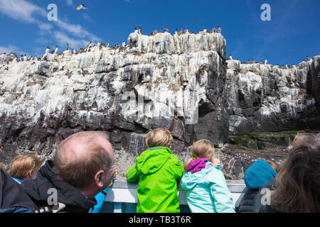 Les Guillemots communs sur les falaises de nidification sur les îles Farne, Northumberland, Angleterre avec la faune des touristes sur un bateau. Banque D'Images