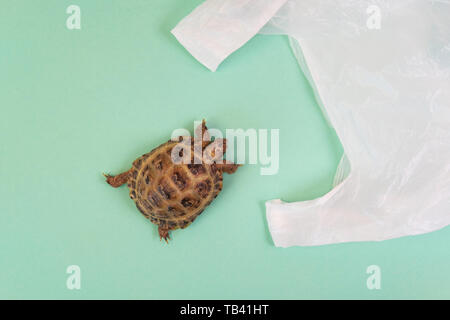 Animaux tortues se hisse en sac plastique. La pollution en plastique et eco concept. Télévision tendance style laïcs Banque D'Images