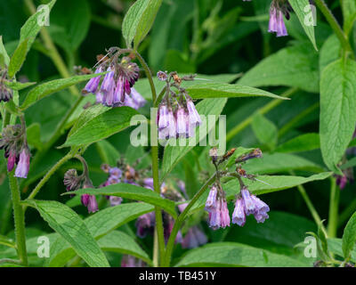 Consoude de Russie - Symphytum x uplandicum Banque D'Images