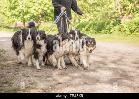 Femme marche avec beaucoup de chiens en laisse. Un pack d'obéissant Boder Collie à pied dans une rue avec leur propriétaire. Banque D'Images