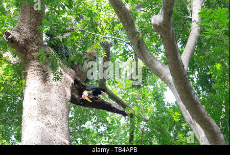 Calao bulbés, mâle, à Tangkoko Aceros cassidis, Parc National de l'île de Sulawesi Banque D'Images