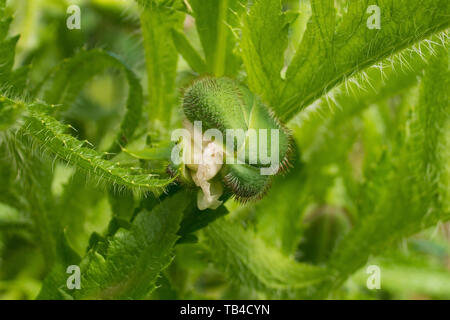 Le bourgeon d'un coquelicot rouge géant dans la lumière du soleil naturelle avec différentes herbes et autres plantes dans l'arrière-plan. Photographié dans le nord-est de l'Italie. Bien que je Banque D'Images