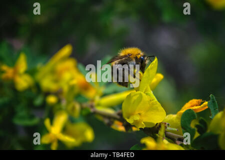 Bumblebee assis sur une fleur jaune.Une grande shaggy bumblebee recueille le nectar des fleurs jaune vif. Banque D'Images