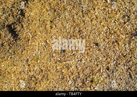 Copeaux de bois humide Frais d'aulne, de la nature de la texture. La sciure de bois gros plan l'arrière-plan. La texture de la sciure, close-up fond de Brown de la sciure. Banque D'Images