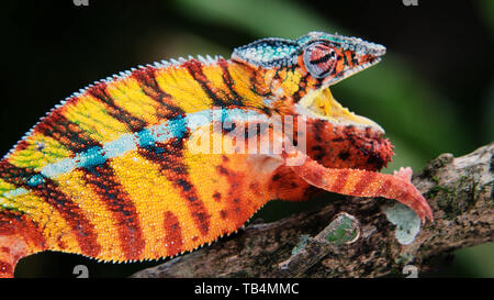 Une image professionnelle du caméléon est pris rapidement qu'elle grimpe dans l'arbre caméléon est prêt à attaquer sa proie une photo prise dans la jungle Banque D'Images